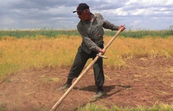 A Syrian farmer harvests his crop in al-Raqa. [Photo courtesy of Mohammed al-Abdullah]