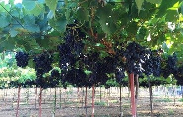 Bekaa Valley farmers feel effect of border violence