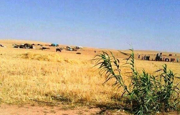 Families fleeing al-Bab for Afrin take shelter in tents on the plains after the 'Islamic State of Iraq and the Levant' abducted 900 city residents. [Photo courtesy of Azad Dudeki]