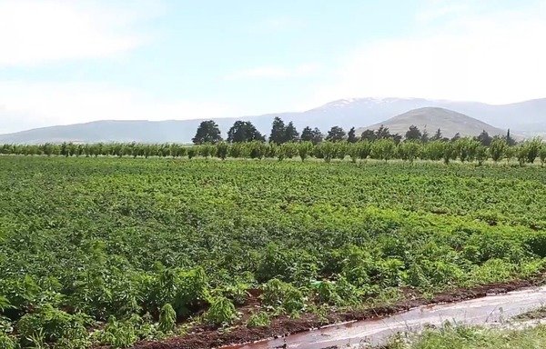 An agricultural field in Lebanon's Bekaa Valley, a Hizbullah party stronghold, has been planted with hashish. [Salah Mansour/Al-Mashareq]