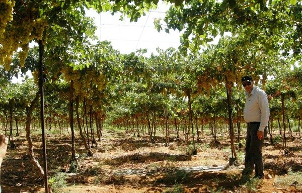 A farmer stands in a vineyard in Mafraq. The closure of the border with neighbouring Syria has cut off one of the area's main agricultural markets. [Photo courtesy of Jordan Agricultural Engineers Association]
