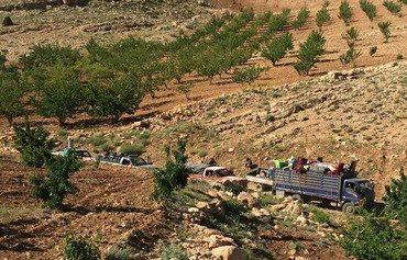 Arsal farmers begin to reclaim their orchards