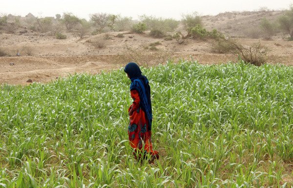 A Yemeni woman works in a field in Hajjah province's northern district of Abs on July 15th. [Essa Ahmed/AFP] 