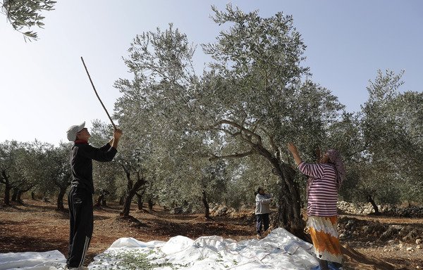 Lebanese farmers harvest olives at a field in the town of Batroumin north of Beirut on October 20th, 2017. With the reopening of the Nassib-Jaber crossing, Lebanese farmers will once again be able to transport agricultural and manufactured products to Arab and Gulf markets by land. [Joseph Eid/AFP] 
