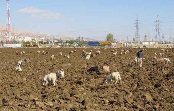 A Syrian farmer works at a farmland in Zahle in Lebanon's Bekaa Valley. Lebanese law permits the employment of Syrian refugees in three sectors: infrastructure, environment and agriculture. [Junaid Salman/Al-Mashareq]