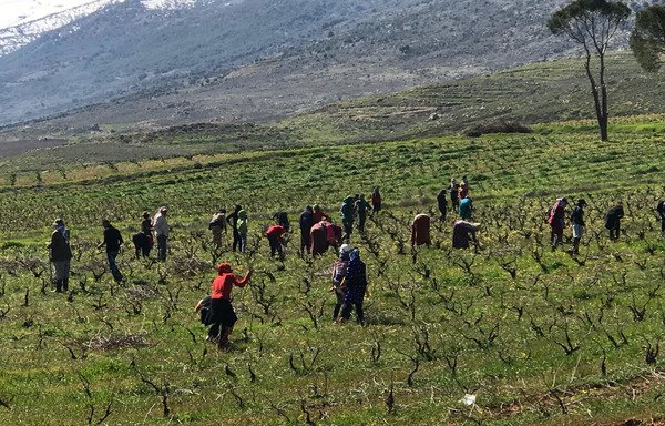 Syrian refugees work in an agricultural field in Lebanon's Bekaa Valley. [Nohad Topalian/Al-Mashareq]