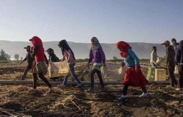 عادة ما تدفع الظروف الاقتصادية الصعبة للأسر أبناء اللاجئين السوريين في لبنان إلى العمل في الزراعة في وادي البقاع بلبنان. [نهاد طوباليان/المشارق]