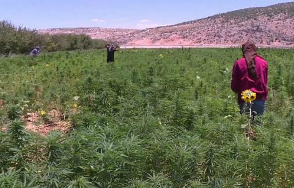 The cultivation and manufacture of drugs is carried out in Lebanon by farmers and traders who are protected and covered by Hizbullah, who produce crops such as cannabis, pictured here (in the Bekaa Valley), the resin of which produces hashish. [Al-Mashareq]