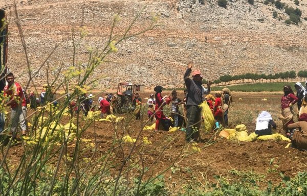 Syrian refugees in Lebanon's Bekaa Valley work in the agriculture sector. [Nohad Topalian/Al-Mashareq]
