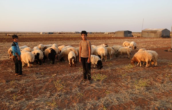 Syrian children stand next to a flock of sheep at a camp for displaced civilians fleeing from advancing regime forces near the Idlib province village of Sarman on September 1, 2018. [Omar Haj Kadour/AFP]