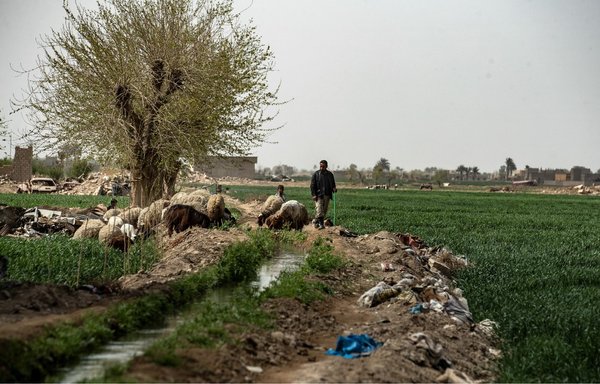A shepherd tends his flock in fields on the outskirts of al-Baghouz in Deir Ezzor province, Syria, on March 24. ISIS has ramped up its attacks in recent months, abducting civilians, shepherds and soldiers in the eastern desert. [Delil Souleiman/AFP]