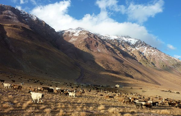 This file photograph taken on October 7, 2017, shows livestock grazing near the Chinese border in the Wakhan Corridor in Afghanistan. Afghanistan shares only a short 76km border with China, at high altitude and without a road crossing, but the frontier is a major concern because it runs alongside Xinjiang. [Gohar Abbas/AFP]