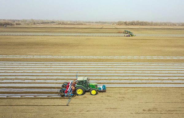صورة جوية التقطت في 24 آذار/مارس الماضي يظهر فيها بزار وهو يعمل في حقل قطن في توموشوكي بمنطقة شينجيانغ الصينية. [مراسل مستقل/سي.إن.أس/وكالة الصحافة الفرنسية]