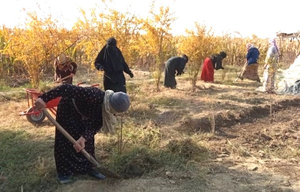 Women farmers in al-Raqa province work the land with support from a USAID programme that provided them with tools, seeds and fertilisers. [USAID]