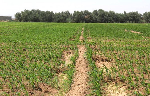 Al-Raqa province is known for the diversity of its crops, which allows it to be agriculturally self sufficient. [Al-Raqa Civil Council]