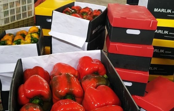 In early January, Russia rejected several tonnes of bell peppers imported from Iran. [Entekhab]