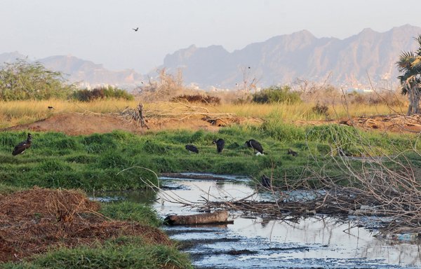 Al-Heswa natural reserve in Yemen's southern city of Aden, seen here on March 4, was once hailed as a beacon of conservation efforts by the UN, but civil war has turned it into a garbage-strewn wasteland reeking of sewage. What was long a haven for flamingos and other migratory birds is now swarmed by crows. [Saleh al-Obeidi/AFP]