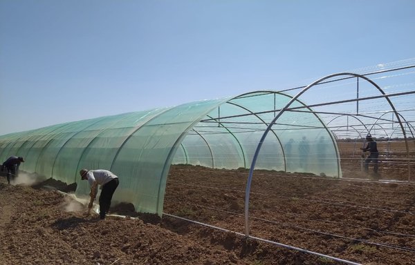 The USAID-funded Taafi programme has been supporting local efforts to establish greenhouses for farmers in Sinjar, seen here on September 8. [Dijla Agricultural Society]