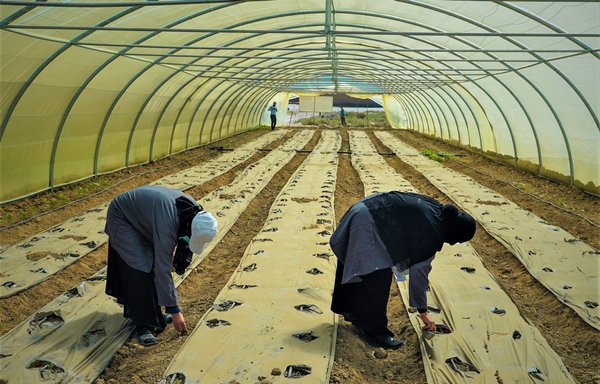Two Iraqi woman farmers in Anbar plant eggplants in a greenhouse on December 28. [Taafi Programme]