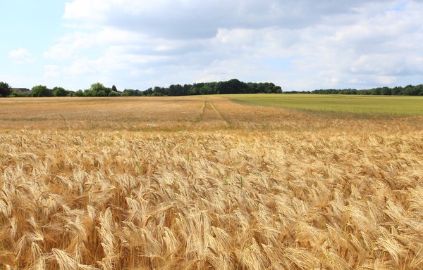 Russian troops who steal Ukrainian grain are threatening to plunge developing countries into famine. [Pexels]