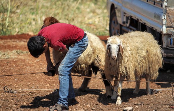 A Syrian boy tethers a sheep at an impromptu livestock market near the Idlib province town of Maaret Misrin on July 1, as Muslims prepare for Eid al-Adha. [Abdulaziz Ketaz/AFP]
