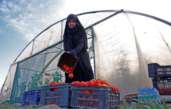 روز ١٣ فروردین‌ماه ١٣٩٧ یک زن کشاورز عراقی در دیوانیه، گوجه‌فرنگی‌های برداشت‌شده را داخل سبدهایی در بیرون گلخانه می‌ریزد. [حیدر حمدانی/خبرگزاری فرانسه]