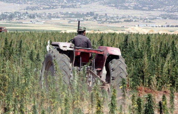 A tractor destroys cannabis crops under the supervision of Lebanese police in the Baalbek region of Lebanon's eastern Bekaa Valley on August 18, 2009. [AFP/STR]