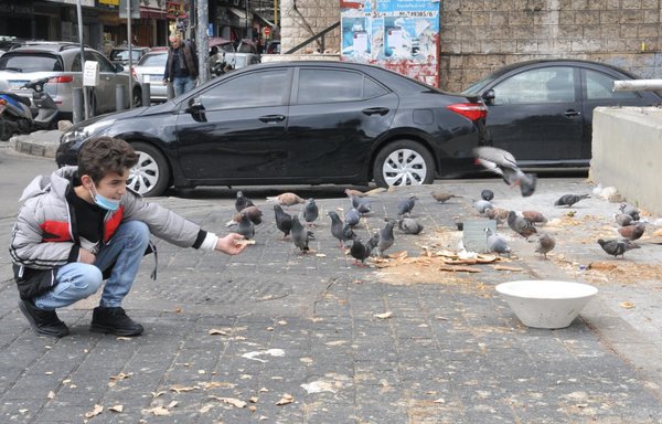 A boy feeds pigeons on a street in Beirut. A recent UNICEF study showed 38% of families in Lebanon have reduced their education expenses. [Ziad Hatem/Al-Mashareq]