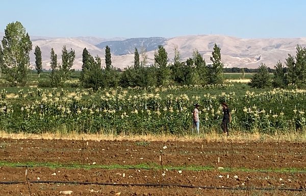 Bekaa Valley farmers plant potatoes in a photo taken September 6. [Nohad Topalian/Al-Mashareq]