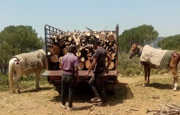 عمال يحملون شاحنة بالحطب على أطراف بلدة القصيبة في جبل لبنان. نشطت عملية قطع الأشجار لبيعها حطبا للتدفئة كبديل عن المازوت الذي ارتفعت أسعاره. [نهاد طوباليان/المشارق]
