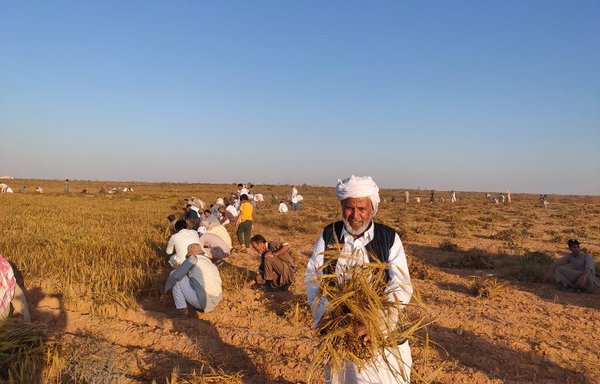 Residents of Sidi Barrani, a tribal region, are seen here during the wheat harvest in a photo posted online on June 4. [Barrani News Page on Facebook]