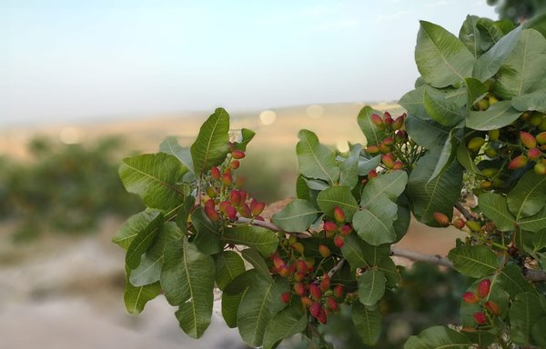 رژیم سوریه زمین‌های کشاورزی در خان شیخون و دیگر مناطق استان ادلب را مصادره کرده است تا از محصول پسته و زیتون آنها بهره‌برداری کند. [عثمان الخانی]