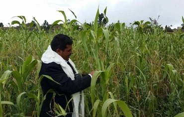 Yemeni farmers protest Houthis' ban on livestock fodder