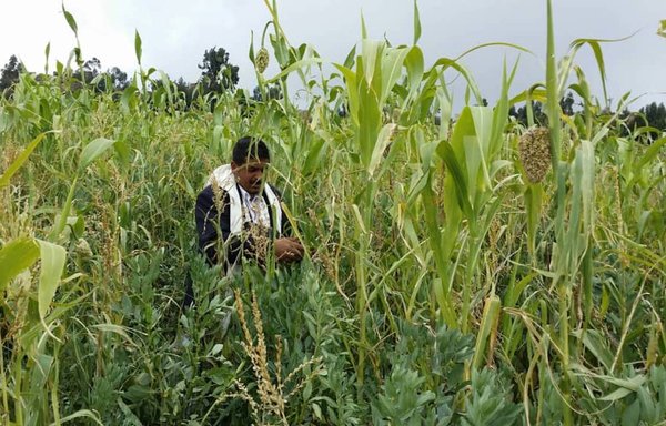 تصمیم حوثی‌های مورد حمایت ایران برای منع تولید و فروش خوراک دام در دشت تهامه یمن از نظر کشاورزان اقدامی نابخردانه است که تأثیری منفی بر بخش کشاورزی خواهد گذاشت. [هیثم محمد/المشارق]