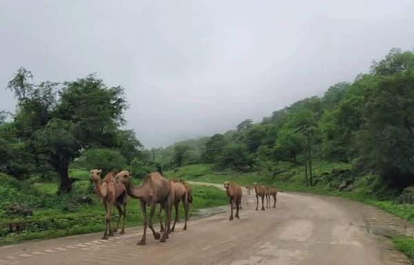 Camels stroll through the Hawf nature reserve in al-Mahra province, Yemen. [Photo from Hawf reserve Facebook page]