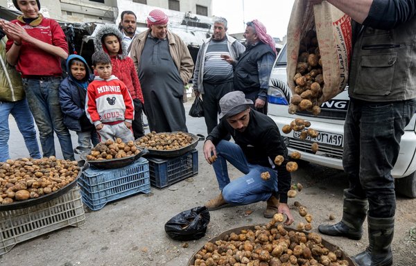 تاجر يفرز كمأ الصحراء في كشك بسوق في حماة يوم 6 آذار/مارس. وبين شباط/فبراير ونيسان/أبريل، يخرج مئات السوريين الفقراء للبحث عن ʼالذهب الأصفرʻ في الصحراء الشرقية الشاسعة بسوريا. [لؤي بشارة/وكالة الصحافة الفرنسية]