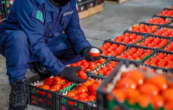 A Saudi security officer on March 3 inspects a shipment of Captagon that was hidden in crates of tomatoes. [Saudi Press Agency]