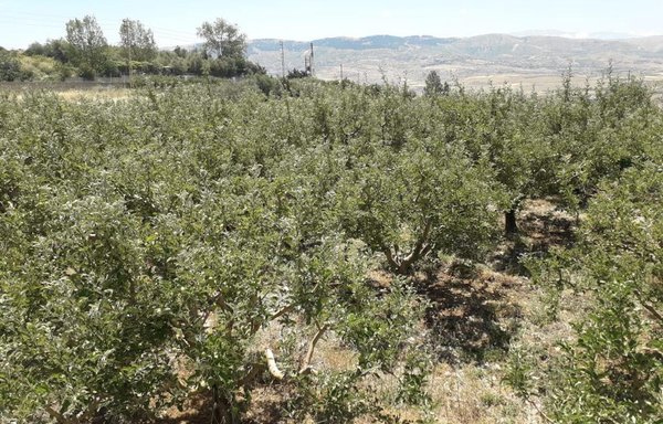 An apple orchard is seen here in the town of Ain Zebdeh in the western Bekaa Valley. The valley is Lebanon's agricultural hub, with the majority of its population working in agriculture and dependent on the revenue generated from the export of produce. [Nohad Topalian/Al-Mashareq]