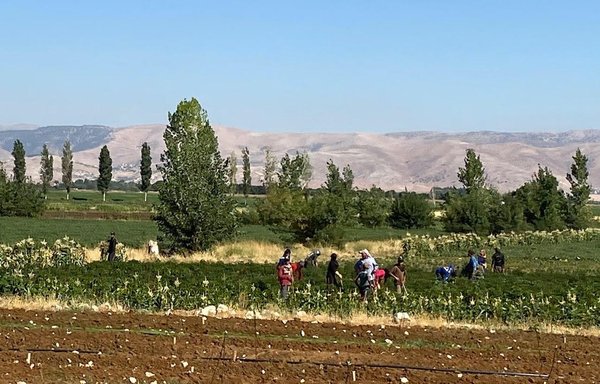 Corn is beginning to occupy large areas of the Bekaa Valley after the Russian invasion of Ukraine forced an end to purchases of Ukrainian corn. [Nohad Topalian/Al-Mashareq]